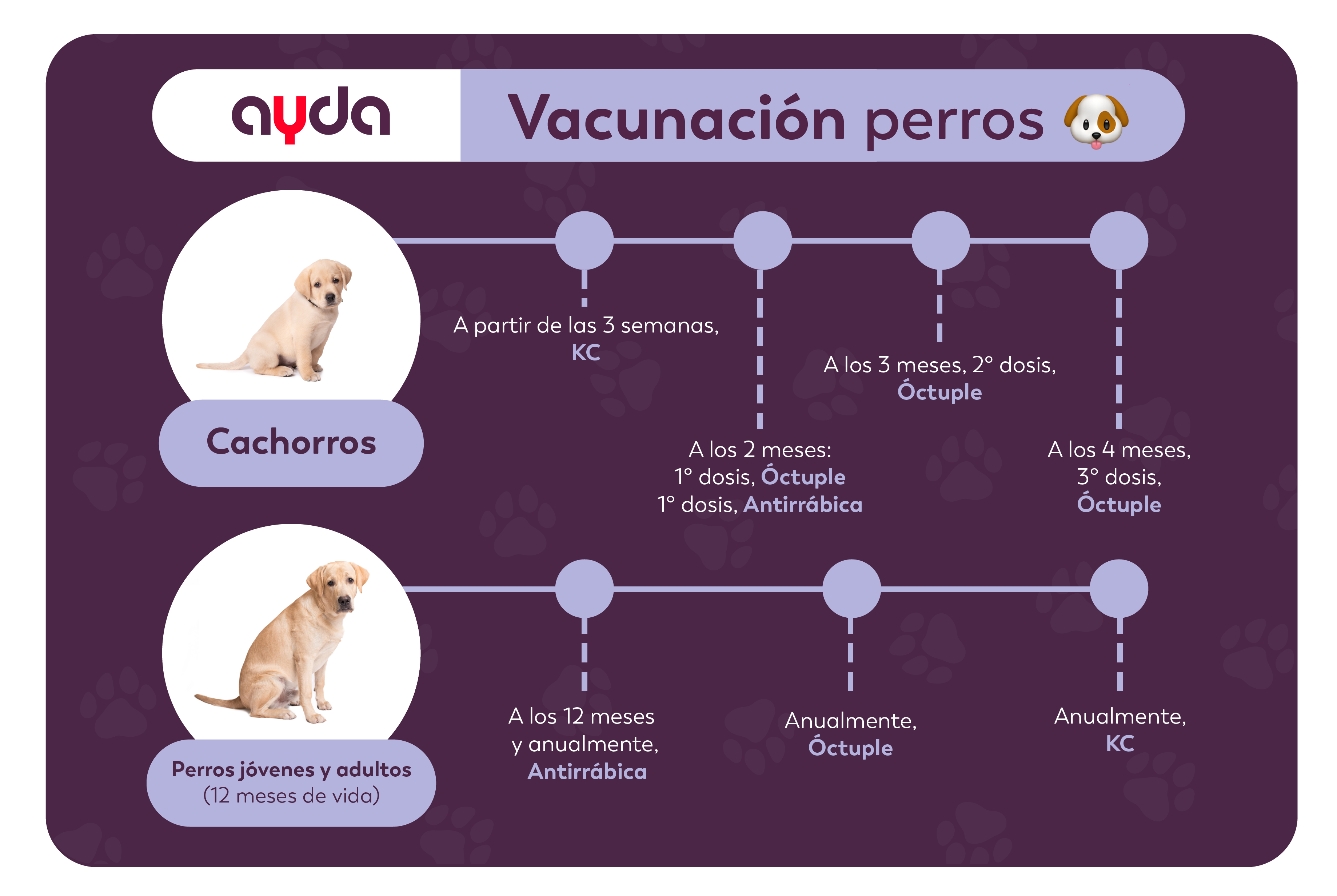 Calendario de vacunación perros AYDA