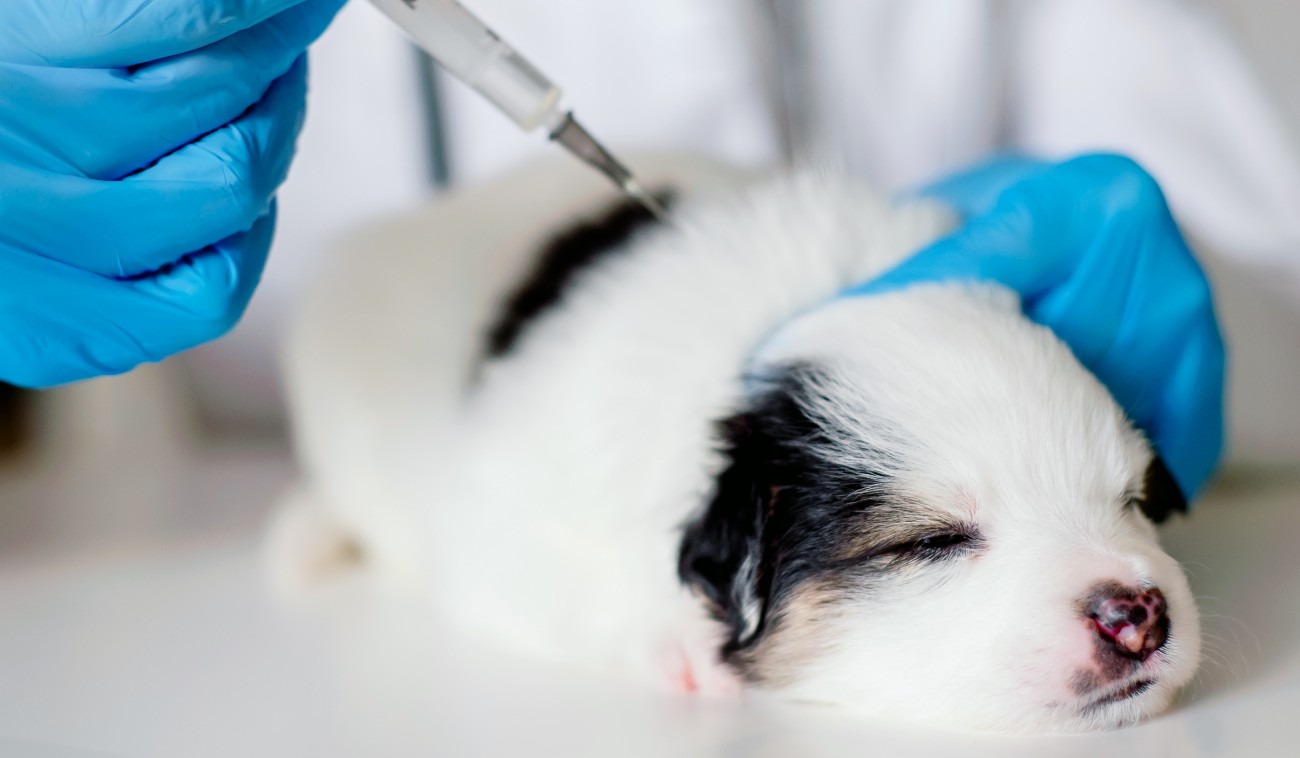 Cachorro de color blanco con manchas negras recibiendo una vacuna
