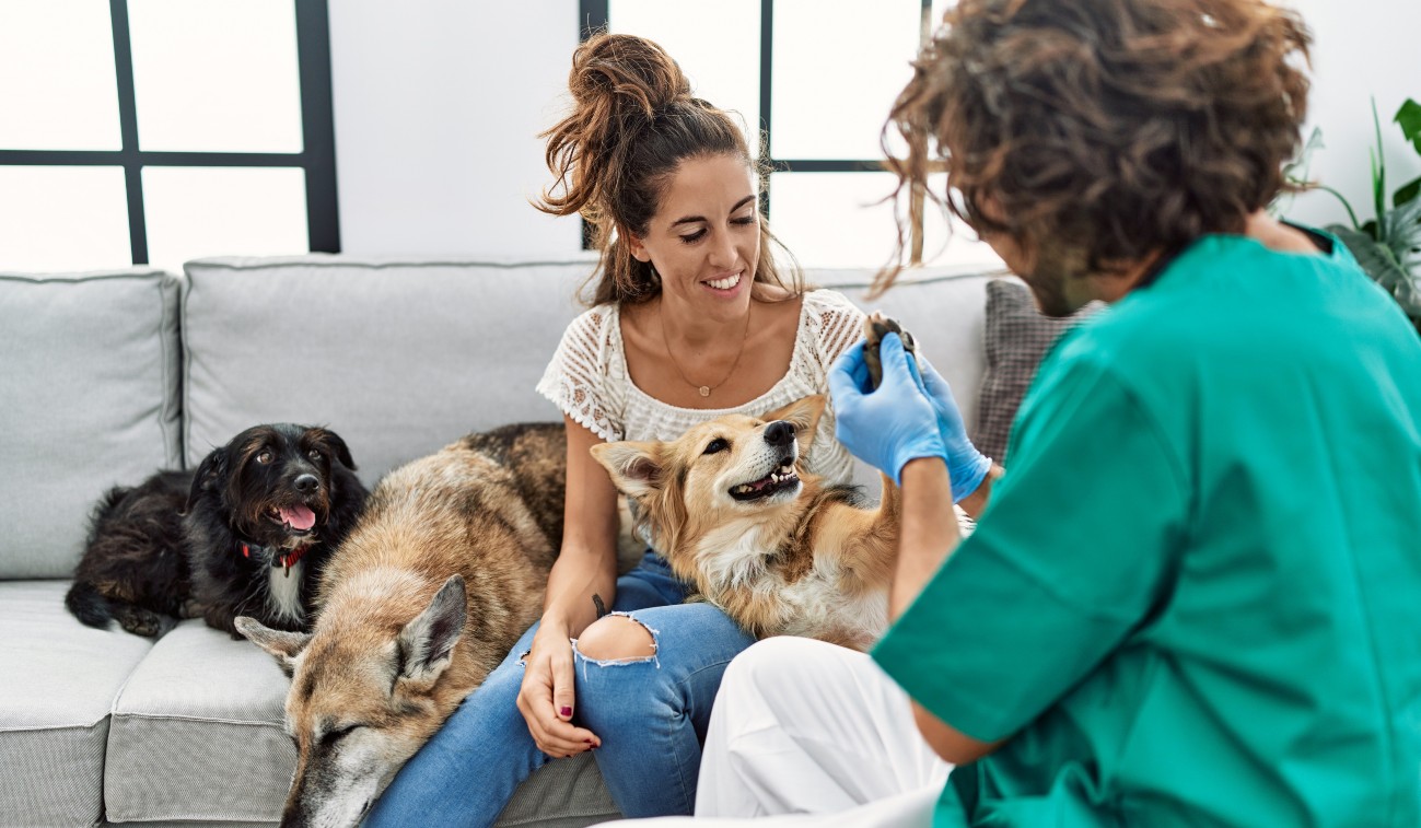 Persona prestando atención veterinaria a domicilio a un perro